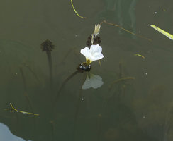 Ottelia cf. alismoides, a giant form, the flower peduncle reaching more than one meter long, Inle Lake, Myanmar