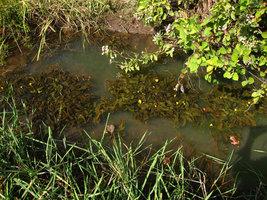 Ottelia ulvifolia, flowering population in habitat, Kita, Mali