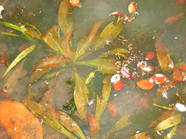 Ottelia ulvifolia, green and brown anthocyanic leaves, Kita, Mali
