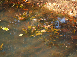 Ottelia ulvifolia, population in shallow water, Kita, Mali