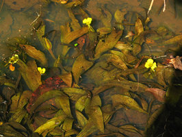Ottelia ulvifolia, submerged leaves in shallow water and emersed flowers, Kita, Mali