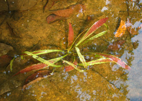 Ottelia ulvifolia, young green and brown anthocyanic leaves, Kita, Mali