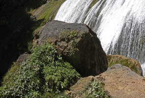 Oxalis latifolia, clump in a rock shelter of the Amparito Isabel waterfall, Parque Ecologico Chichel, Quiche, Guatemala