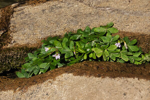 Oxalis latifolia in a streaming rock fissure near the waterfall, Parque Ecologico Chichel, Quiche, Guatemala