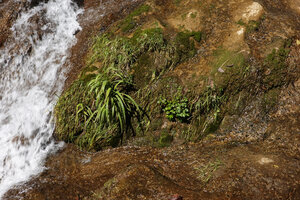 Oxalis latifolia in the spay of the Amparito Isabel waterfall, Parque Ecologico Chichel, Quiche, Guatemala