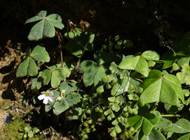 Oxalis latifolia, white flower form, Parque Ecologico Chichel, Quiche, Guatemala