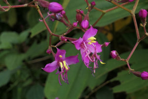 Oxyspora paniculata, flowers, Nam Cang, Sapa, Vietnam