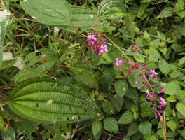 Oxyspora paniculata, Nam Cang, Sapa, Vietnam