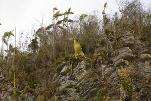 Pachira (syn. Bombacopsis) cubensis and Gaussia princeps on mogotes, Valle de Vinales, Cuba