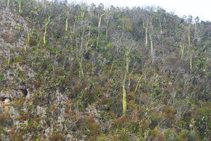 Pachira (syn. Bombacopsis) cubensis many individuals on vertical limestone cliff of the mogotes, Valle de Vinales, Cuba