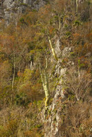 Pachira (syn. Bombacopsis) cubensis population on vertical limestone cliff of the mogotes, Valle de Vinales, Cuba