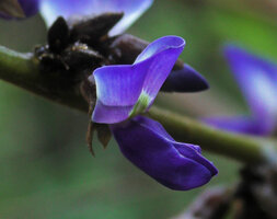 Pachyrhizus ferrugineus, flower close up, Mountain Pine Ridge Forest Reserve, Belize