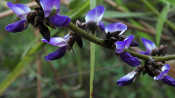 Pachyrhizus ferrugineus, flowering stem, Mountain Pine Ridge Forest Reserve, Belize