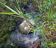 Pachyrhizus ferrugineus, flowering stems climbing around grasses and sedges just above a river, Mountain Pine Ridge Forest Reserve, Belize
