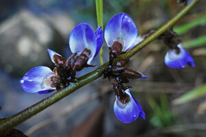 Pachyrhizus ferrugineus, flowers, Mountain Pine Ridge Forest Reserve, Belize
