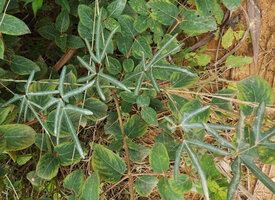 Pachyrhizus ferrugineus, leaves, Mountain Pine Ridge Forest Reserve, Belize
