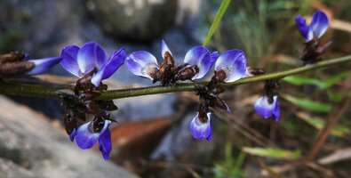 Pachyrhizus ferrugineus, part of flowering axis, Mountain Pine Ridge Forest Reserve, Belize
