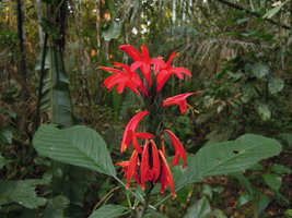 Pachystachys coccinea, Inkaterra, Madre de Dios, Peru