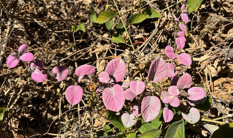 Paederia farinosa, bright pink opposite leaves of the stem like bracts, the flowers appearing in the axils of these pink bract like leaves, Ankarana Tsingy NP, Madagascar