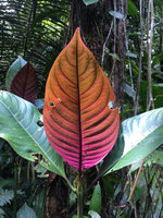 Palicourea sp., purple and red young leaf, Amacayacu NP, Leticia, Colombia