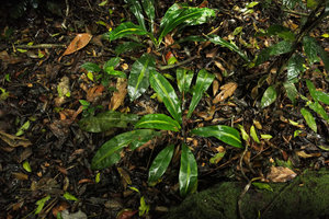 Palisota barteri in forest understory, Kribi, Cameroun