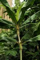 Palisota hirsuta at forest margin, Kribi, Cameroun
