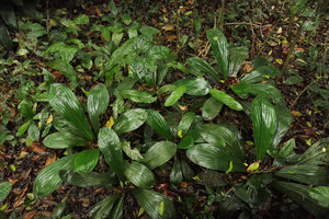 Palisota lagopus in forest understory habitat, Kribi, Cameroun