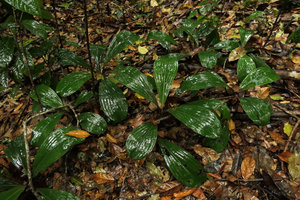 Palisota lagopus in forest understory, Kribi, Cameroun
