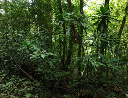 Palisota orientalis, flowering cane stems in forest understory, Amani, East Usambara, Tanzania