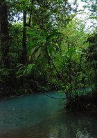 Palms on a stream bank, Tenorio, Costa Rica