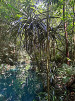 Pandanus balenii, population on river banks, Kali Biru, Warsambin, Waigeo, Raja Ampat, Southwest Papua