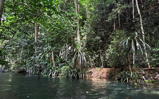 Pandanus balenii, population of young acaulous rosetted and taller monocaulous individuals on forest stream bank, Kali Biru, Warsambin, Waigeo, Raja Ampat, Southwest Papua