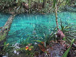 Pandanus balenii, submerged and emersed young individuals on the muddy banks of a fast flowing forest stream, Kali Biru, Warsambin, Waigeo, Raja Ampat, Southwest Papua