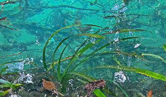 Pandanus balenii, young plant as a fully submerged rheophyte in swift flowing water, Kali Biru, Warsambin, Waigeo, Raja Ampat, Southwest Papua