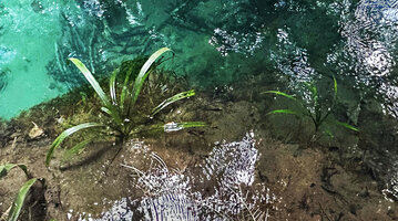 Pandanus balenii, young plants as submerged rheophytes rooted in the muddy bank of a fast flowing forest stream, Kali Biru, Warsambin, Waigeo, Raja Ampat, Southwest Papua