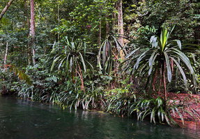 Pandanus balenii, young rosetted and older monocaulous individuals on forest stream bank, Kali Biru, Warsambin, Waigeo, Raja Ampat, Southwest Papua