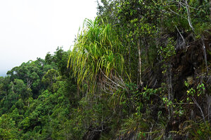 Pandanus borneensis on ultramafic rocky outcrop, Mt Silam, Lahad Datu, Sabah, Borneo