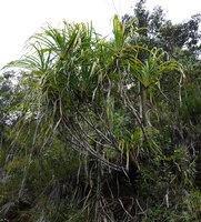 Pandanus borneensis, tufted branched stems on ultramafic rocky outcrop, Mt Silam, Lahad Datu, Sabah, Borneo