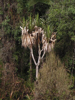 Pandanus brosimos emerging from montane forest, Tomba, 2800 m asl, Western Highlands, Papua New Guinea