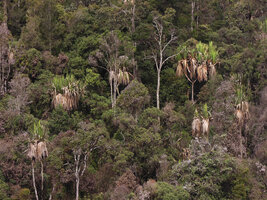 Pandanus brosimos, Tomba, 2800 m asl, Western Highlands, Papua New Guinea