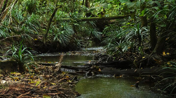 Pandanus discostigma along a forest stream, Deramakot FR, Sabah, Borneo