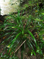 Pandanus discostigma, apical leafy rosettes, Danum Valley, Sabah, Borneo