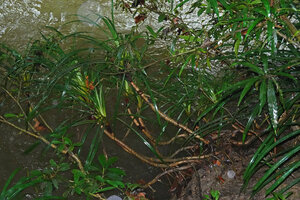 Pandanus discostigma, clump of basally branched stems horizontally overhanging the river, Danum Valley, Sabah, Borneo