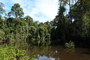 Pandanus yvanii on a floating trunk in an artificially created small lake due to yhe road construction, Deramakot FR, Sabah, Borneo