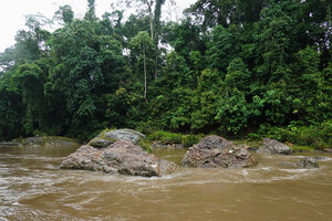 Pandanus discostigma, short stemmed clumps on fully sun exposed river bank, Danum Valley, Sabah, Borneo