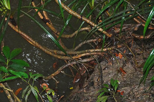 Pandanus discostigma, vegetative clump of basally branched stems overhanging the river, few stilt roots fixing the stems in the muddy river bank, Danum Valley, Sabah, Borneo