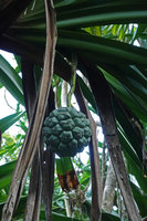 Pandanus dubius, hanging infructescence, Nggatirana, Halisi, Solomon Islands
