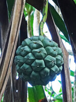 Pandanus dubius, hanging syncarp, Nggatirana, Halisi, Solomon Islands