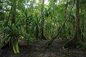 Pandanus dubius  in a coral island forest understory, Nggatirana, Halisi, Solomon Islands