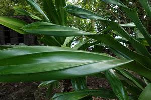 Pandanus dubius, leaves, Nggatirana, Halisi, Solomon Islands